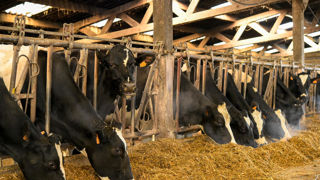 La progression de la production d'aliments composés sur la campagne de 2024-2025 est tirée par les bovins (5,525 millions de tonnes produites, soit +1,75 % sur un an), notamment pour la partie vache laitière (+2,44 %).